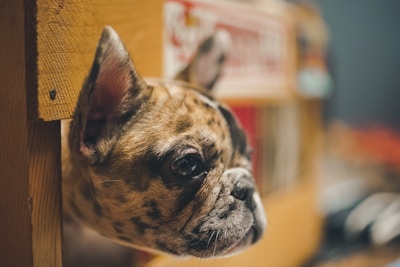 Taco, the French Bulldog, portrayed with a focused gaze amid high-contrast urban textures and warm light.