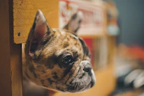 Close-up of a Frenchie’s curious face with a bright, playful background.