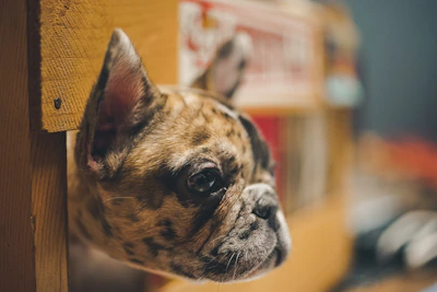 Close-up of a Frenchie’s curious face with a bright, playful background.