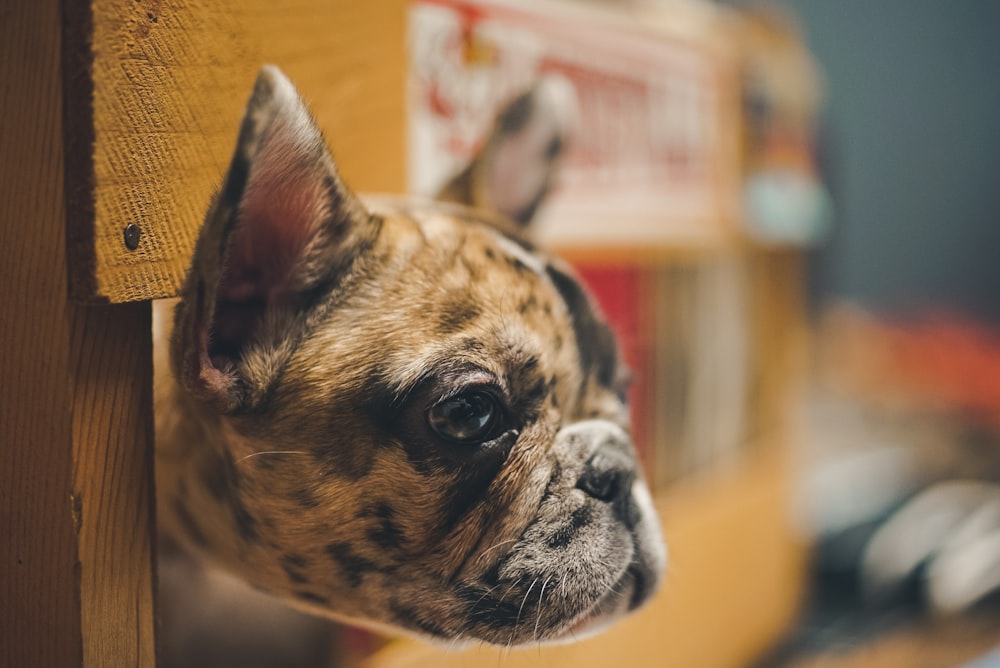 brown and black short coated dog