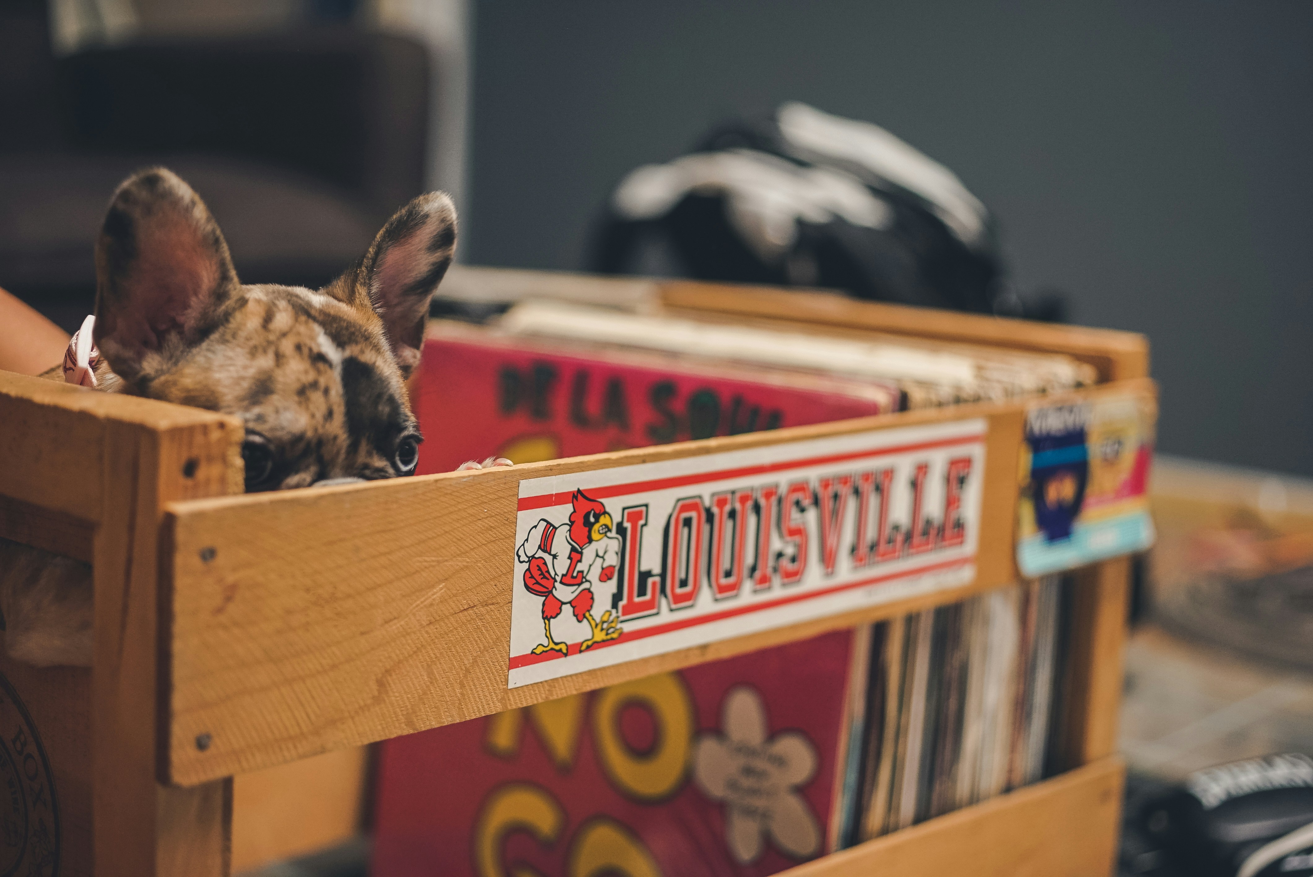 Chien à poil court marron et noir sur étagère en bois marron