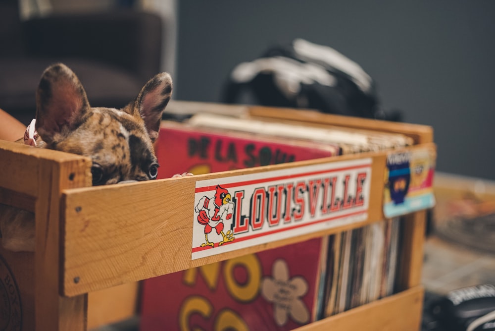 brown and black short coated dog on brown wooden shelf