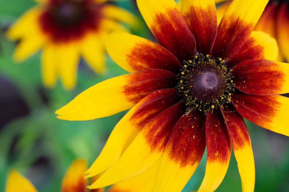 yellow and red flower in bloom