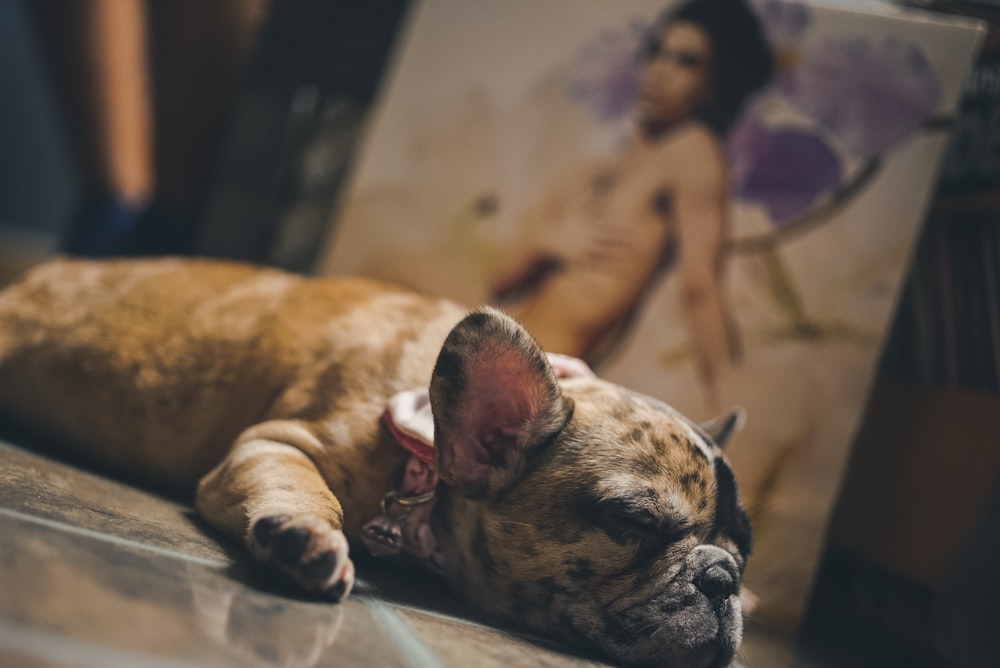 brown and black short coated dog lying on white and blue textile