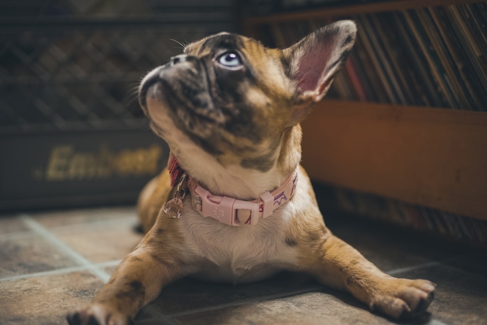 brown and white short coated dog sitting on brown wooden floor