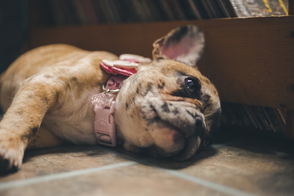 brown short coated dog lying on floor