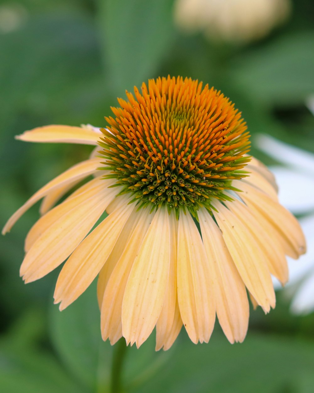 fleur jaune et brune dans une lentille à bascule