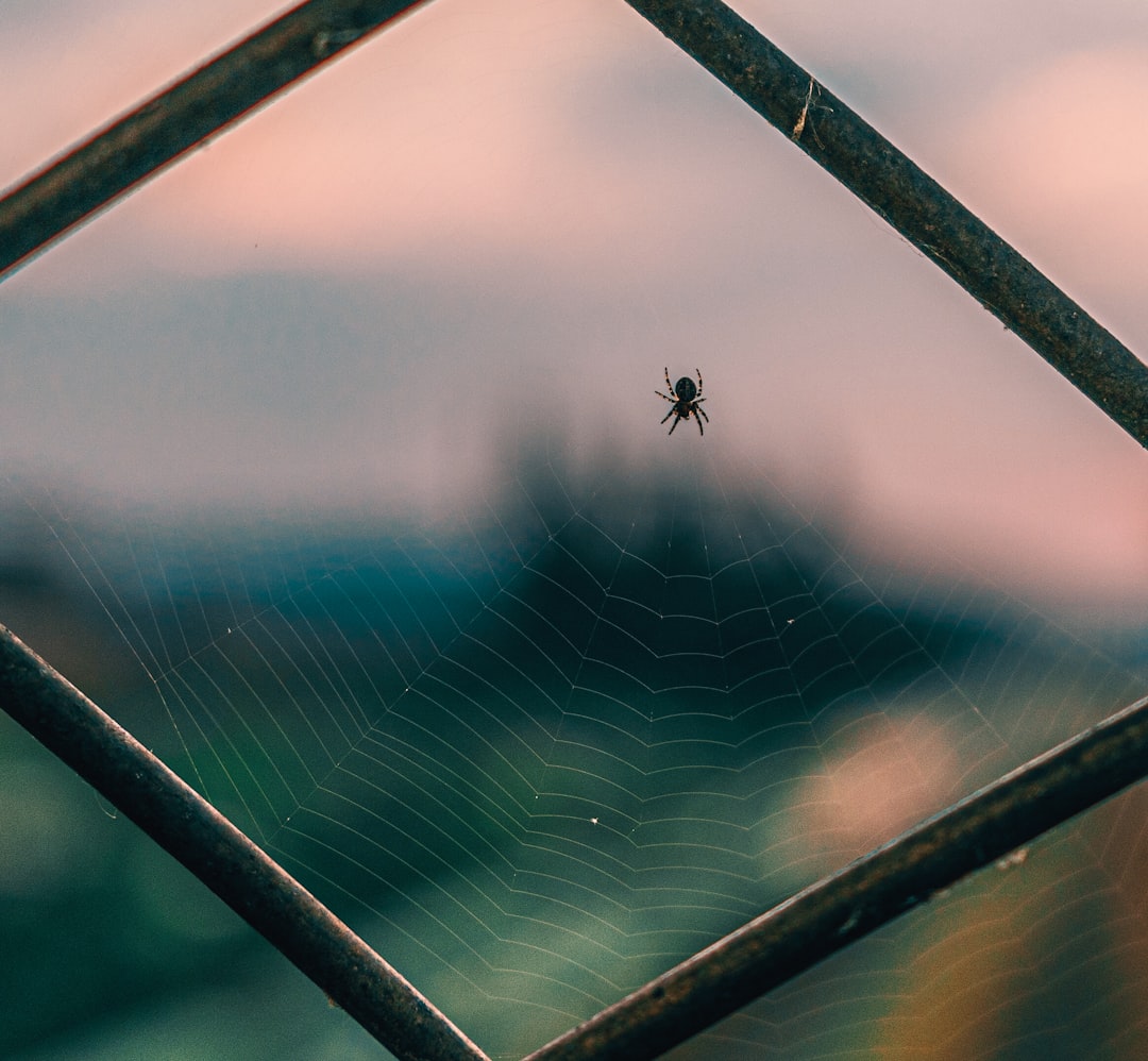 spider on web in close up photography during daytime