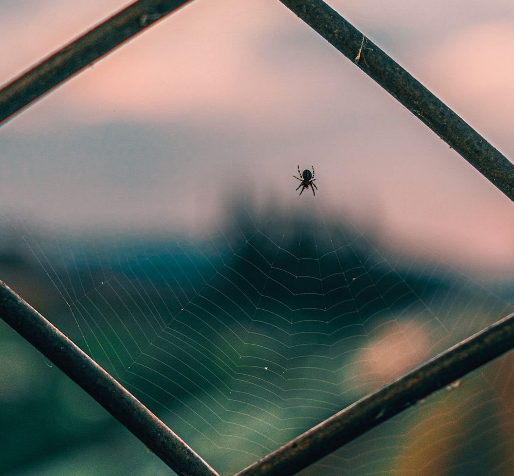 spider on web in close up photography during daytime