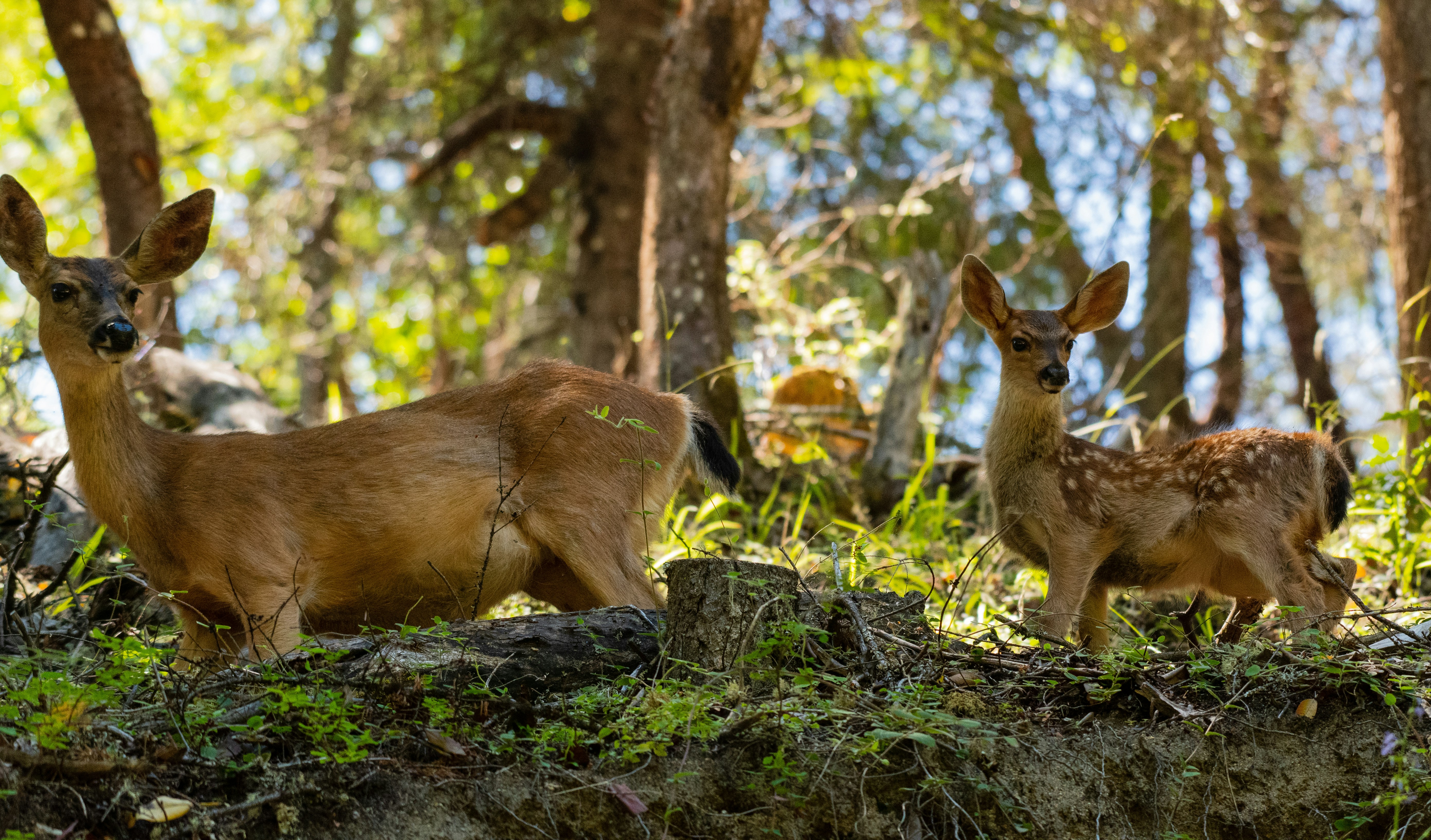 brown deer on green grass during daytime