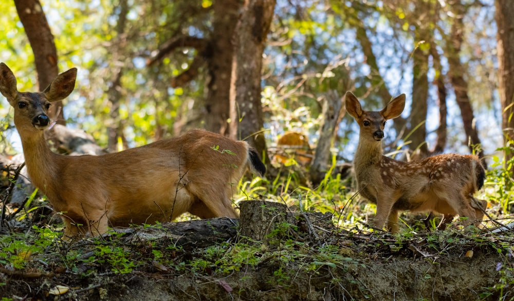 brown deer on green grass during daytime