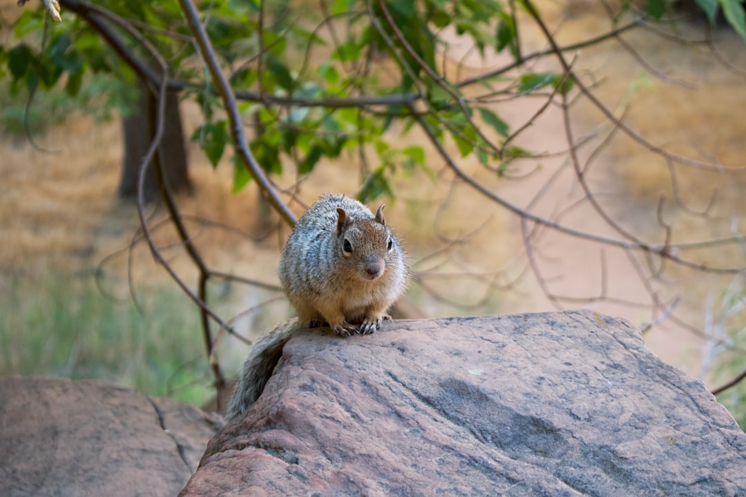 brown rodent on brown rock during daytime