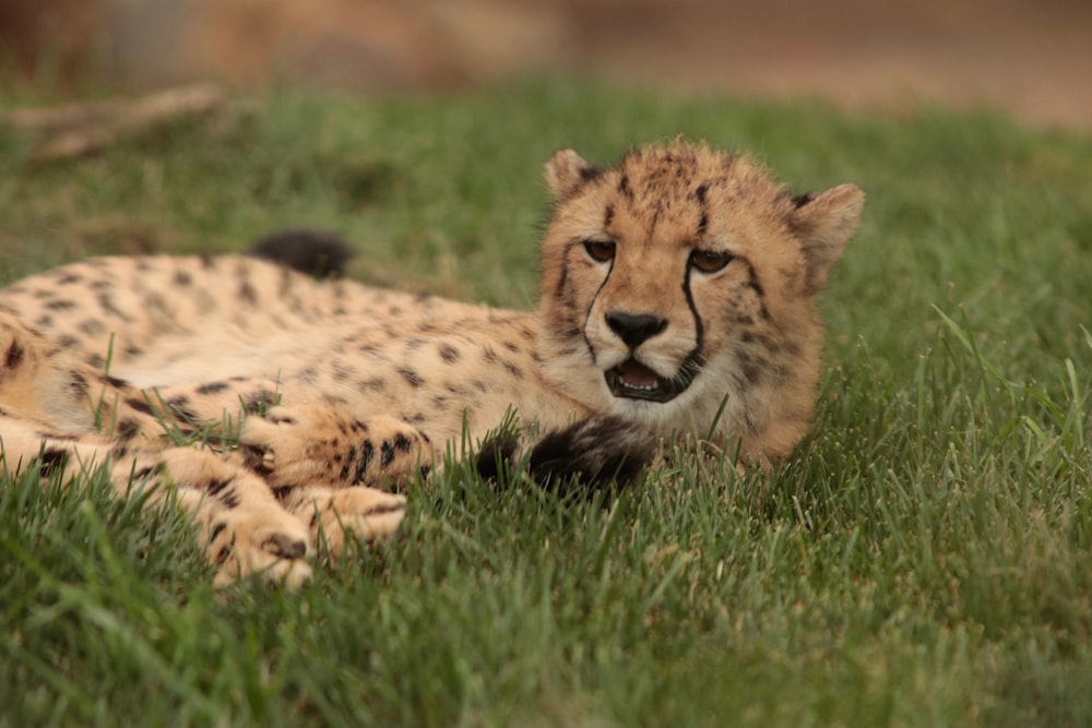 cheetah lying on green grass during daytime