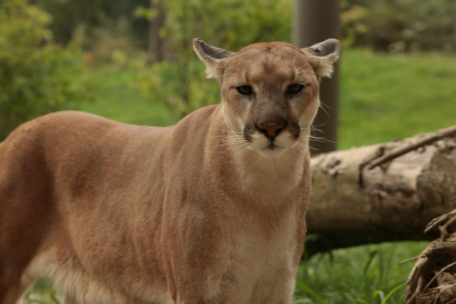 Wildlife Wednesday - Living with Cougars in Alberta