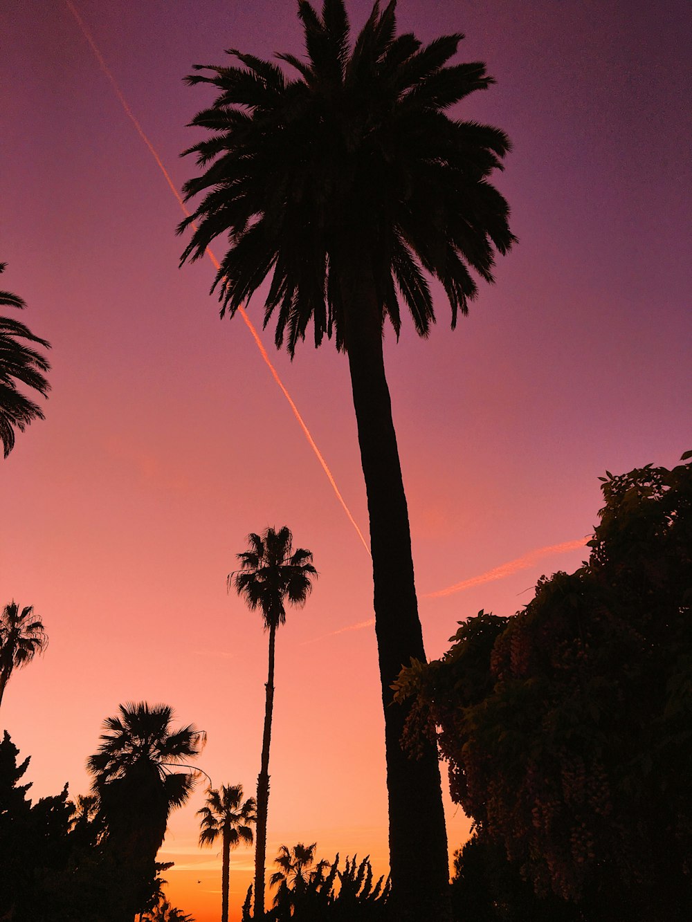 silhouette of trees during sunset