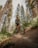 A cyclist rides through a forested trail surrounded by tall trees. The path is dirt and slightly uneven, suggesting an adventurous mountain biking experience. Sunlight filters through the trees, casting dappled shadows on the ground.