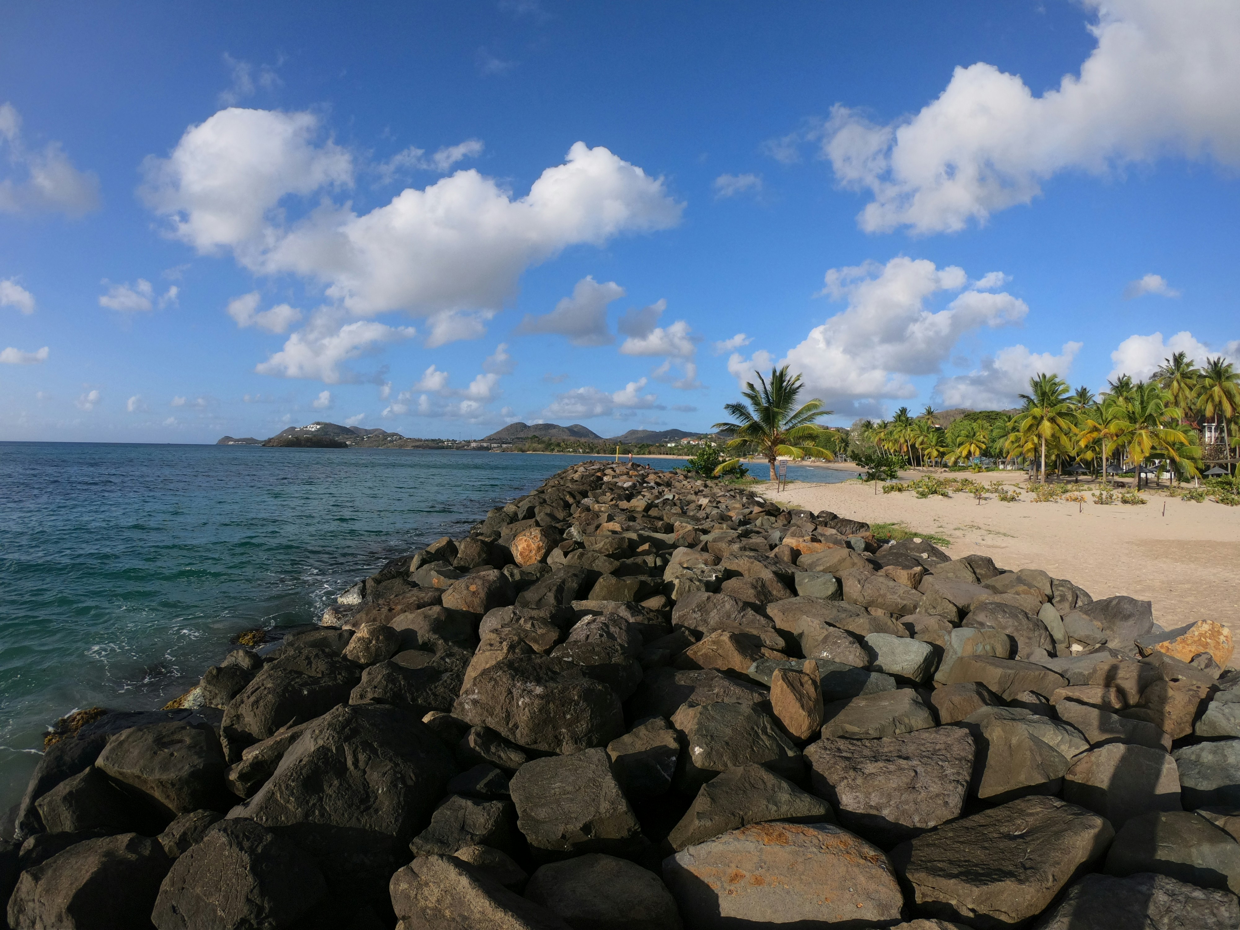 green palm tree near sea during daytime saint lucia teams background