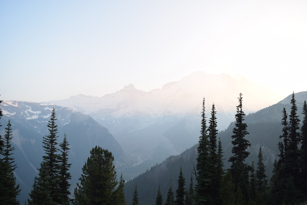 green pine trees on mountain during daytime