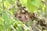 A group of bees clusters around a brown nest attached to a thin branch. The nest has a rough texture and is surrounded by green leaves, indicating a natural, outdoor setting. The bees are uniformly small, with yellow and black striped bodies, actively crawling over the nest.