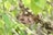 A group of bees clusters around a brown nest attached to a thin branch. The nest has a rough texture and is surrounded by green leaves, indicating a natural, outdoor setting. The bees are uniformly small, with yellow and black striped bodies, actively crawling over the nest.