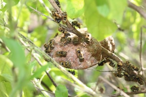 A group of bees clusters around a brown nest attached to a thin branch. The nest has a rough texture and is surrounded by green leaves, indicating a natural, outdoor setting. The bees are uniformly small, with yellow and black striped bodies, actively crawling over the nest.