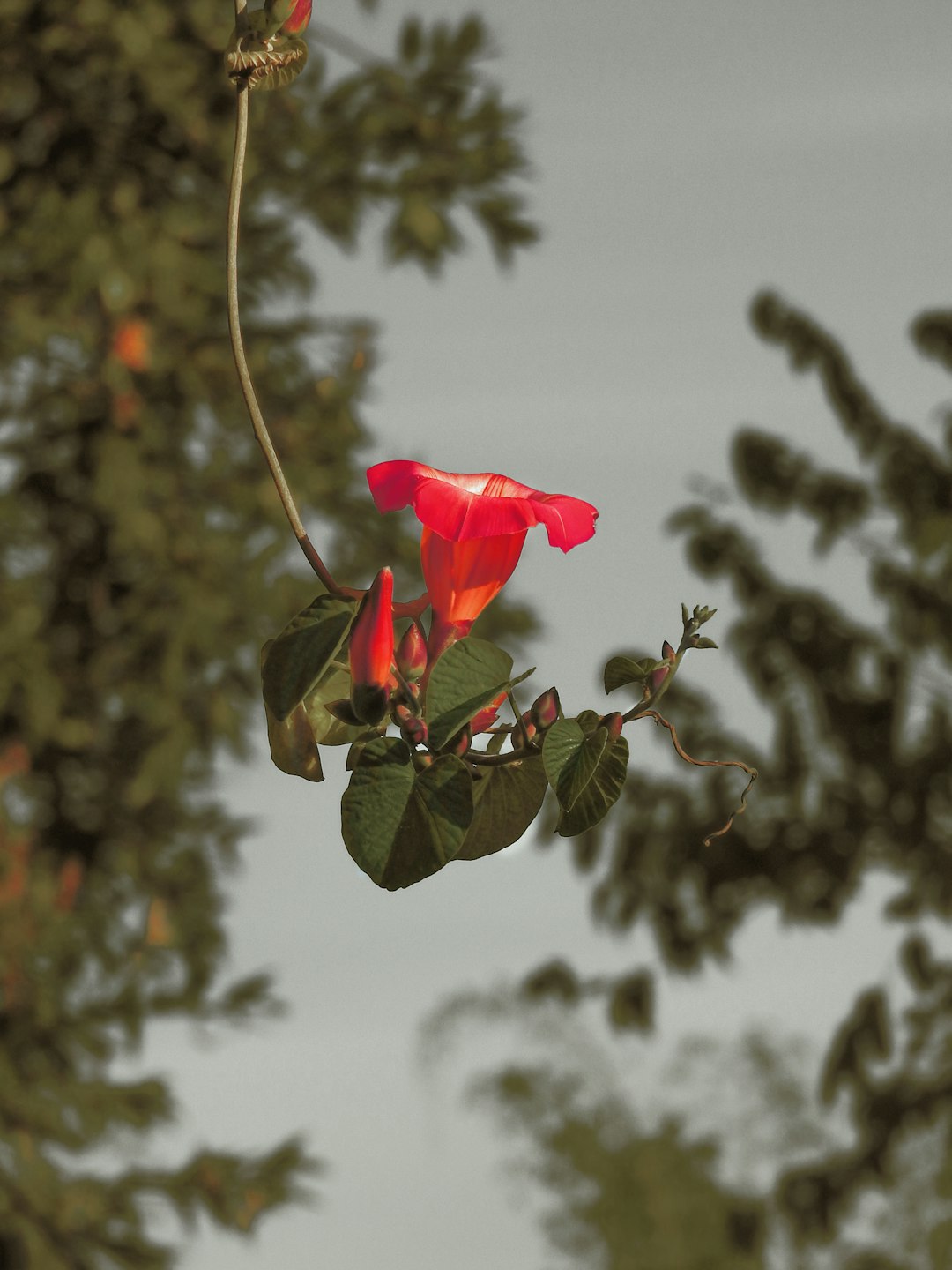 red rose in bloom during daytime