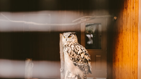 white and brown owl in close up photography in Québec Canada