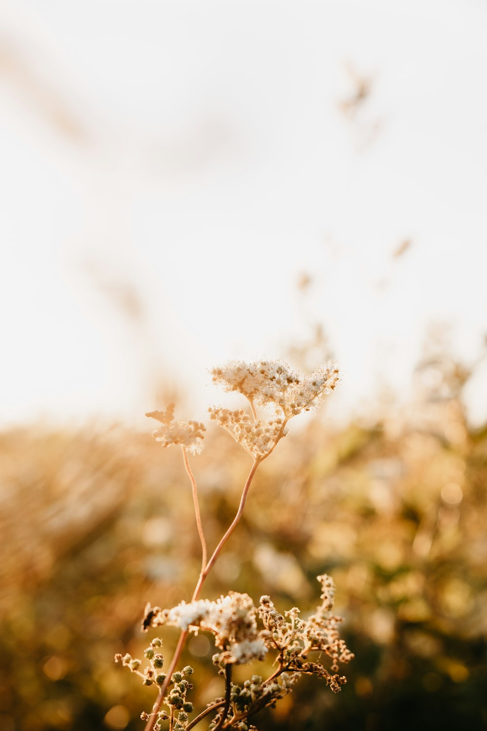 white flower in tilt shift lens