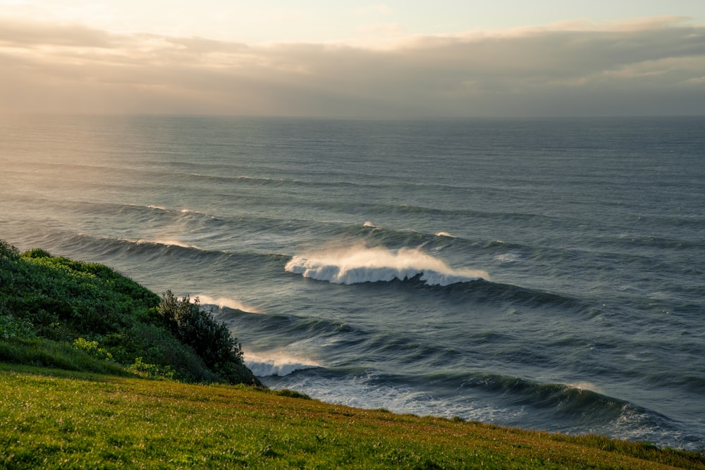 green grass field beside sea during daytime