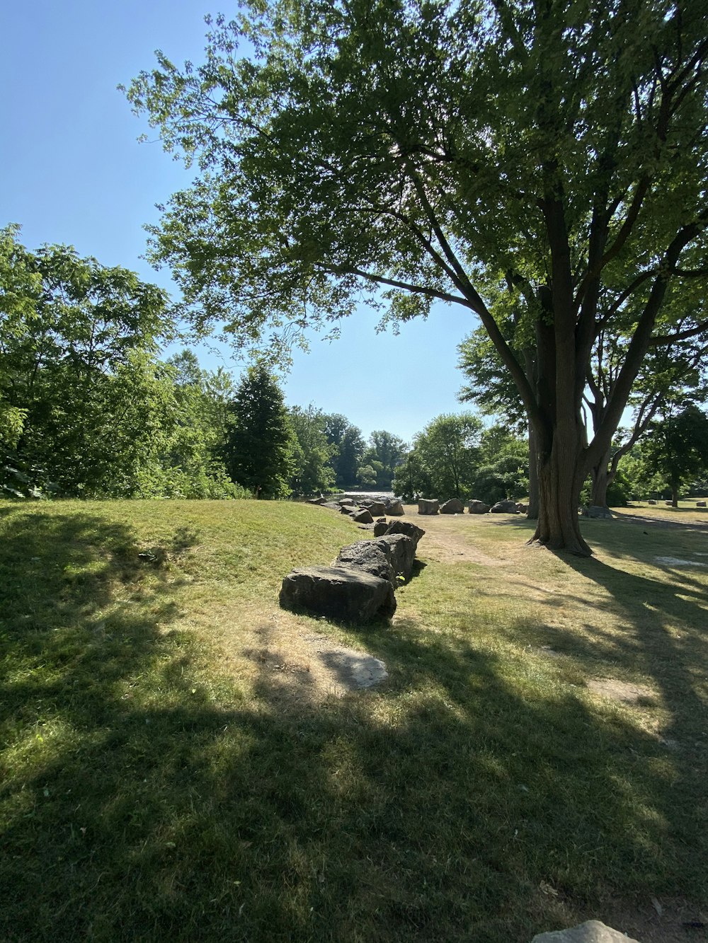 green trees on green grass field during daytime