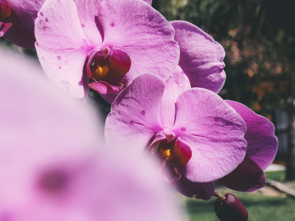 purple moth orchid in bloom during daytime