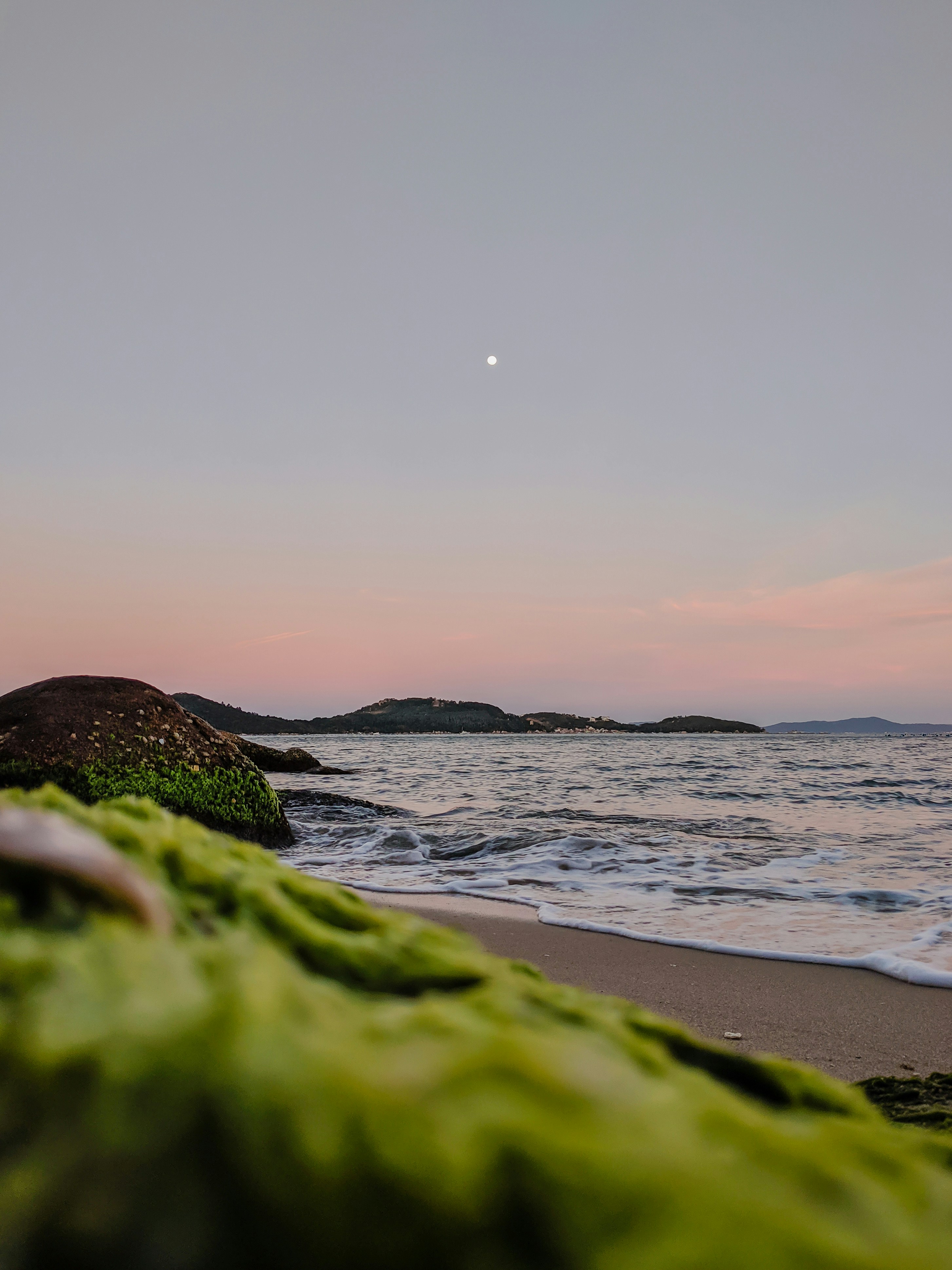musgo verde na rocha perto do mar durante o dia