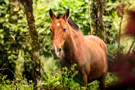 brown horse standing on green grass during daytime