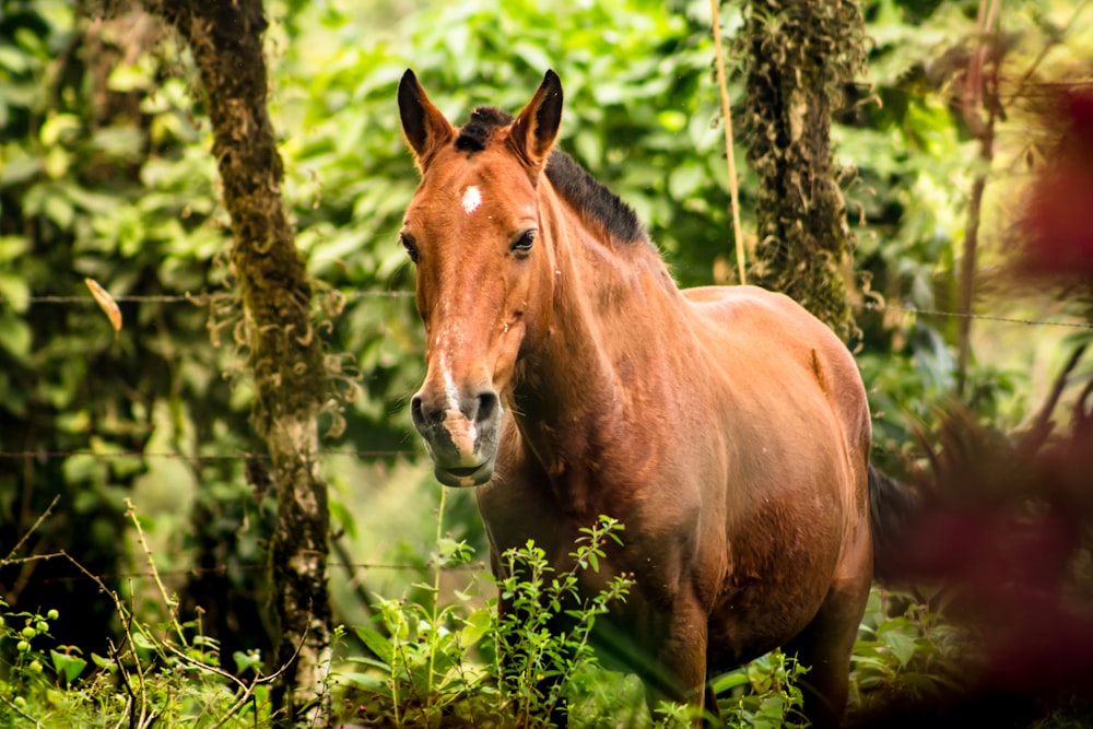 Braunes Pferd steht tagsüber auf grünem Gras