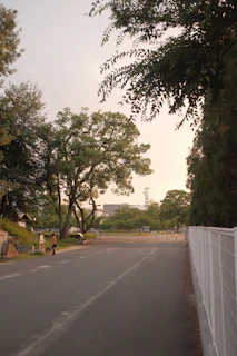 A peaceful morning walk along a tree-lined neighborhood street.
