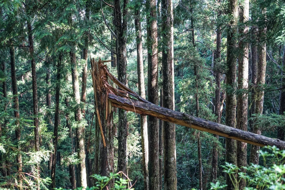 brown wooden tree trunks in forest during daytime