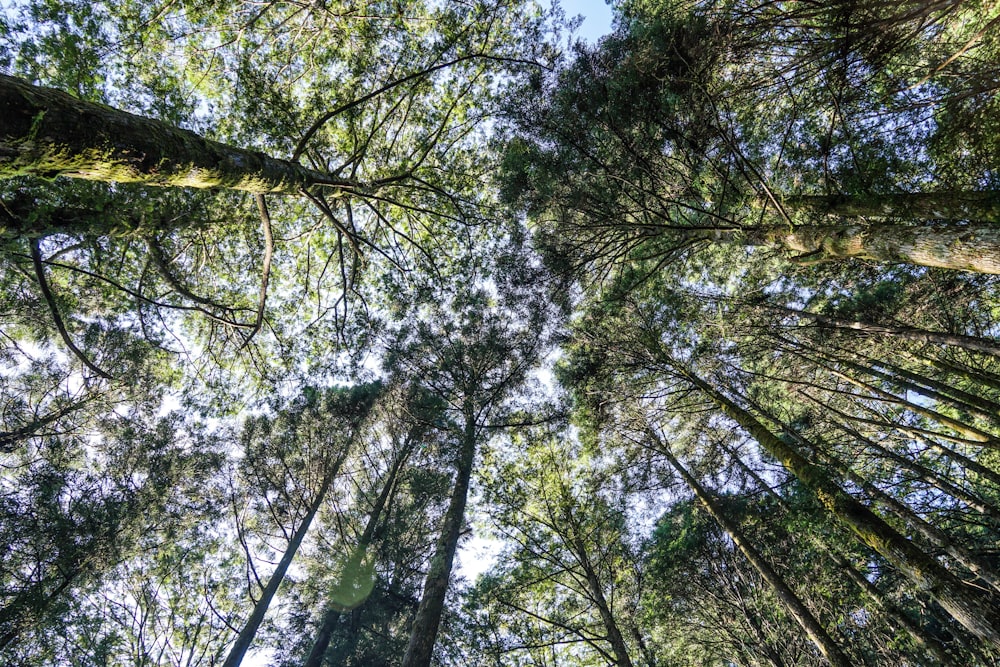 green trees under blue sky during daytime