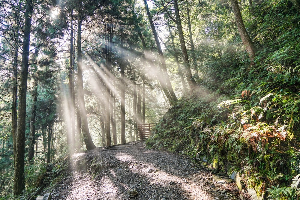 pathway between trees during daytime