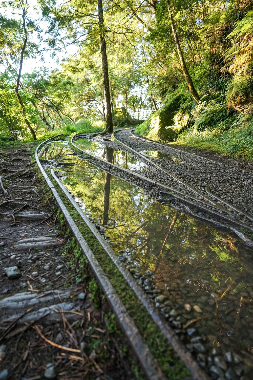 train rail in the forest