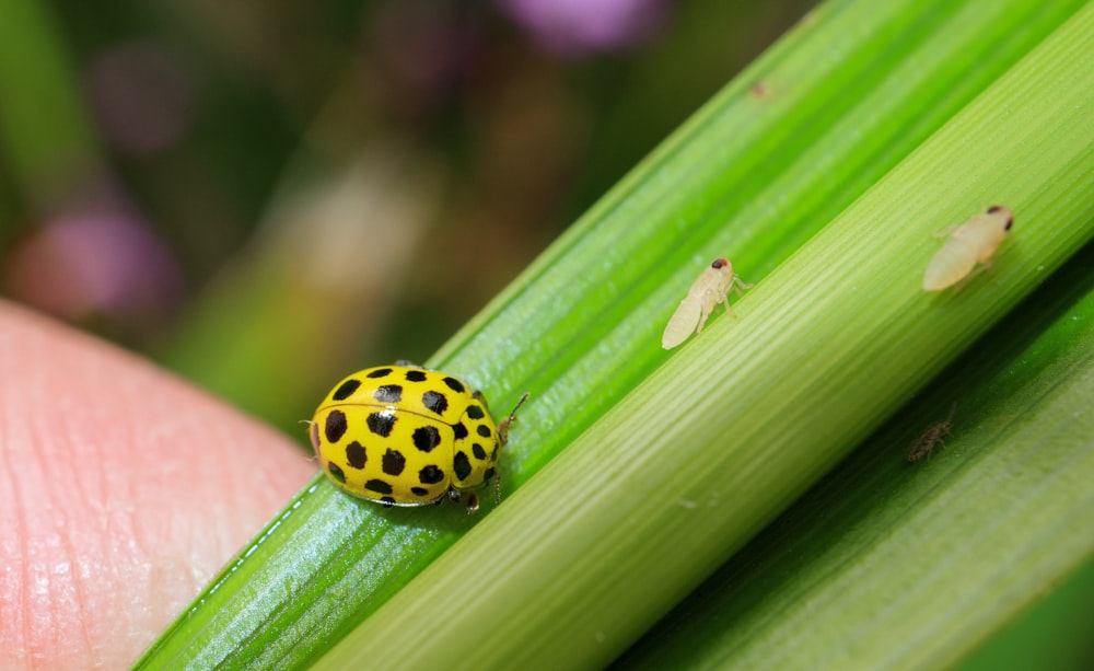 yellow and black ladybug on green leaf