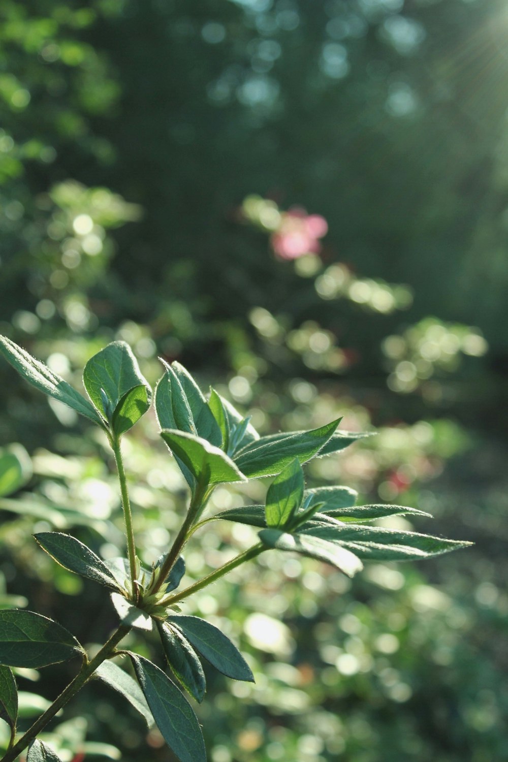 green leaves in tilt shift lens