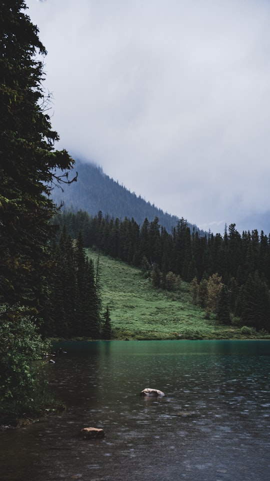 green pine trees beside river under cloudy sky during daytime in Yoho National Park Canada