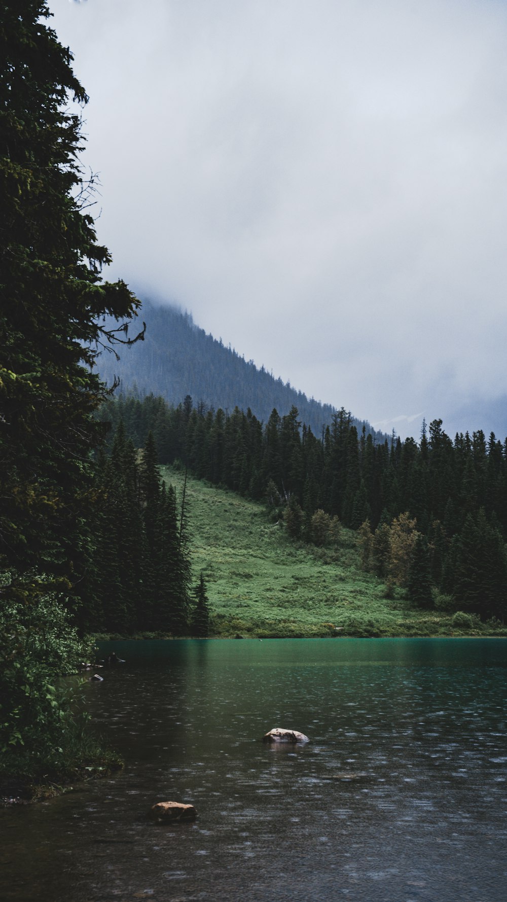 green pine trees beside river under cloudy sky during daytime