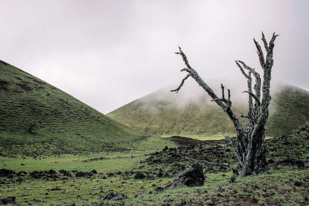 blattloser Baum auf grünem Grasfeld in der Nähe von Bergen tagsüber