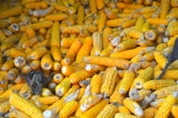 corn on brown wooden table