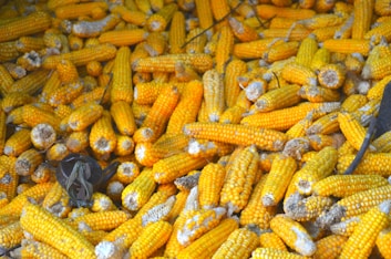 corn on brown wooden table