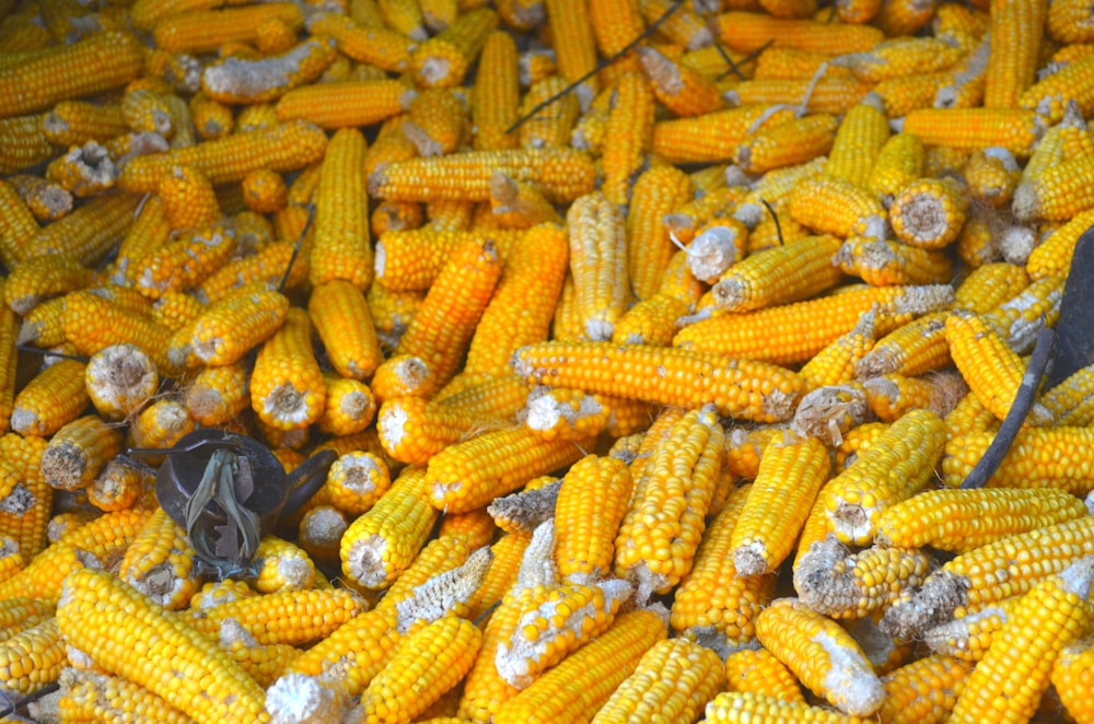 corn on brown wooden table