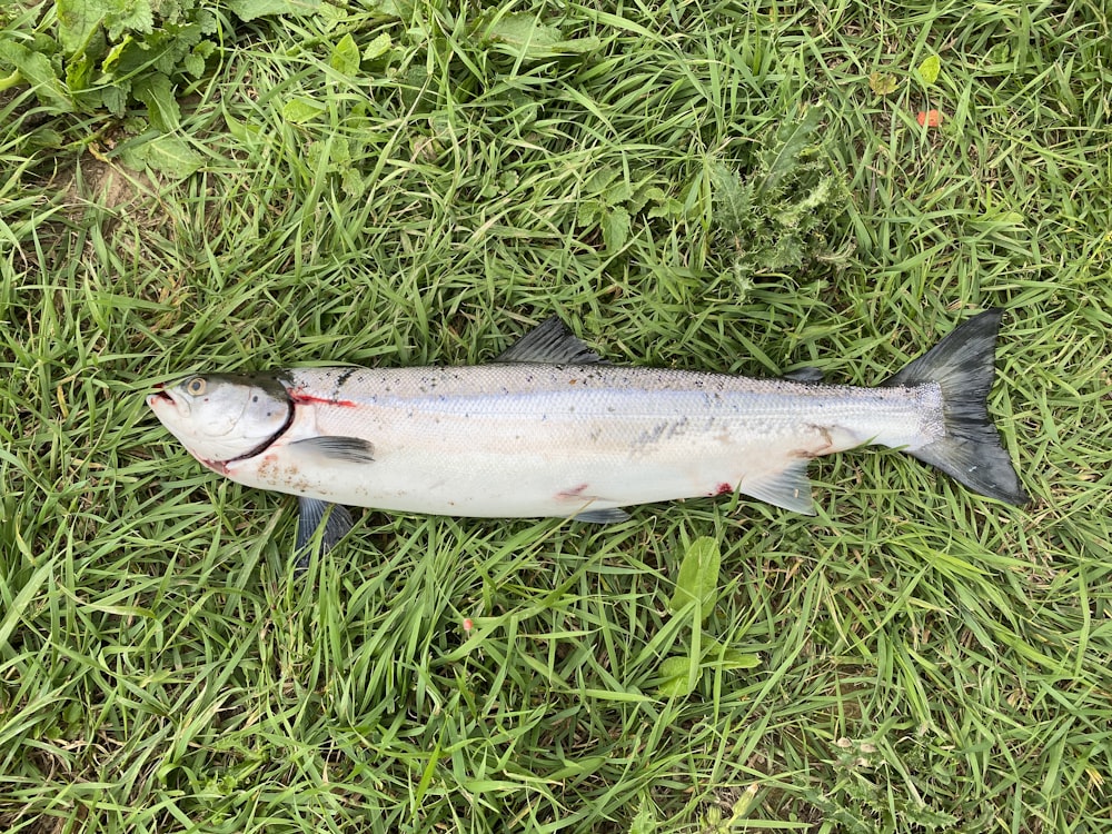 Poisson argenté sur l’herbe verte