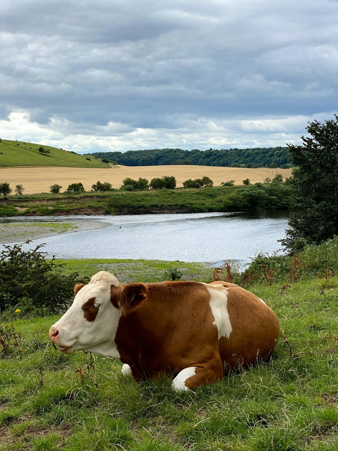 brown and white cow on green grass field near lake under blue sky during daytime