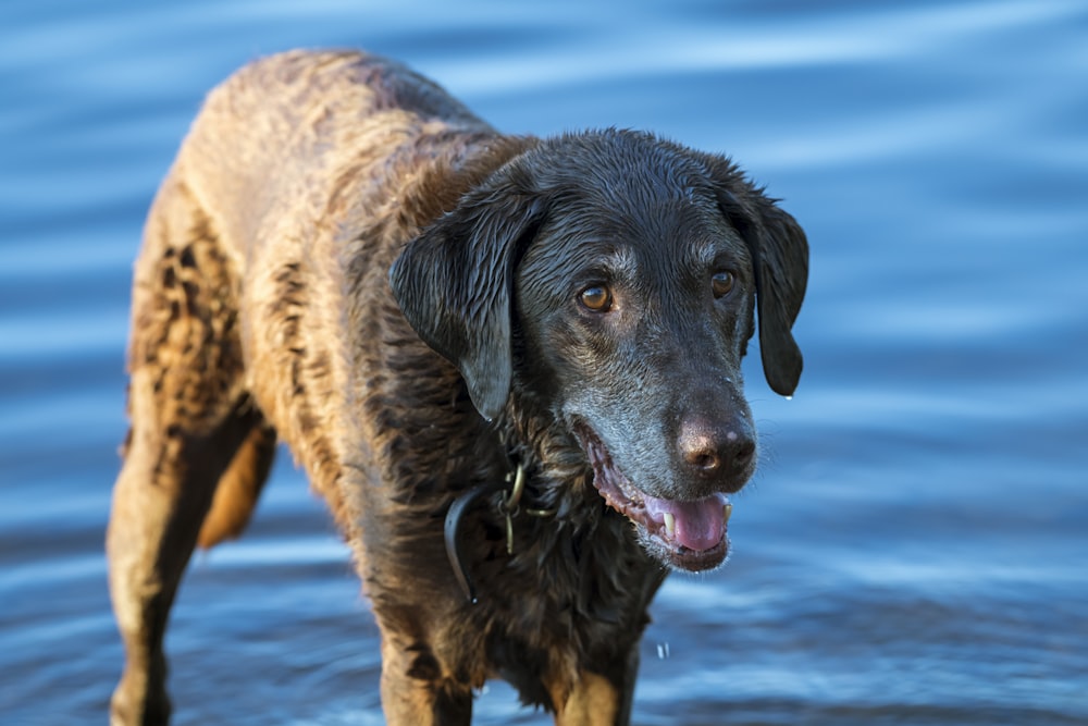 brown short coated dog on water